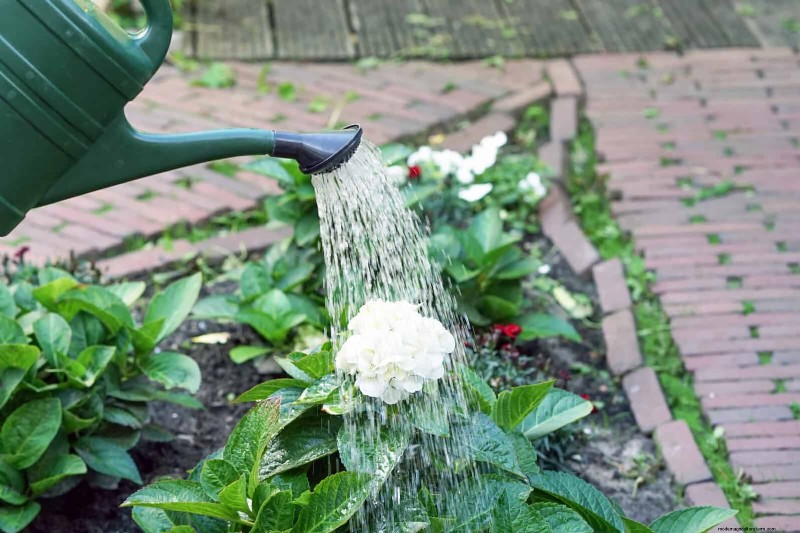 Water-Wise Gardening: July Tips for Saving Water & Keeping Plants Healthy