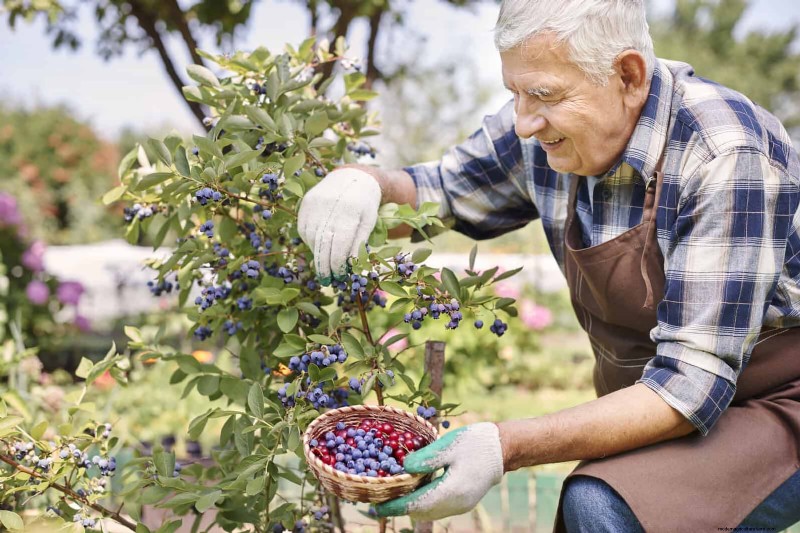 Extend Berry Freshness: Proven Storage Methods for July Harvests