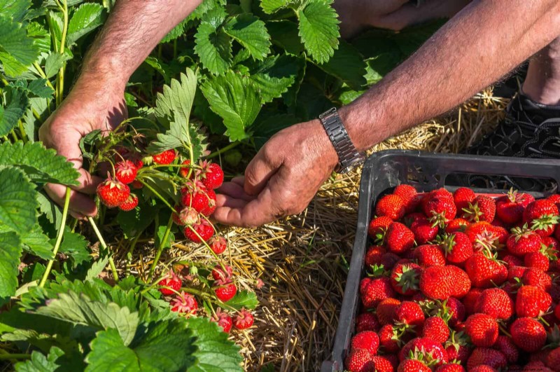 Extend Berry Freshness: Proven Storage Methods for July Harvests