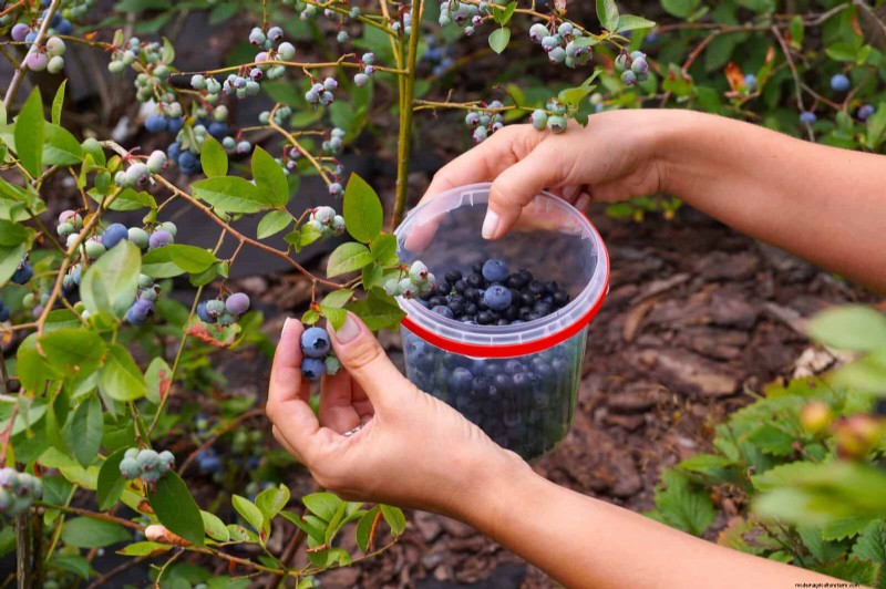 Extend Berry Freshness: Proven Storage Methods for July Harvests