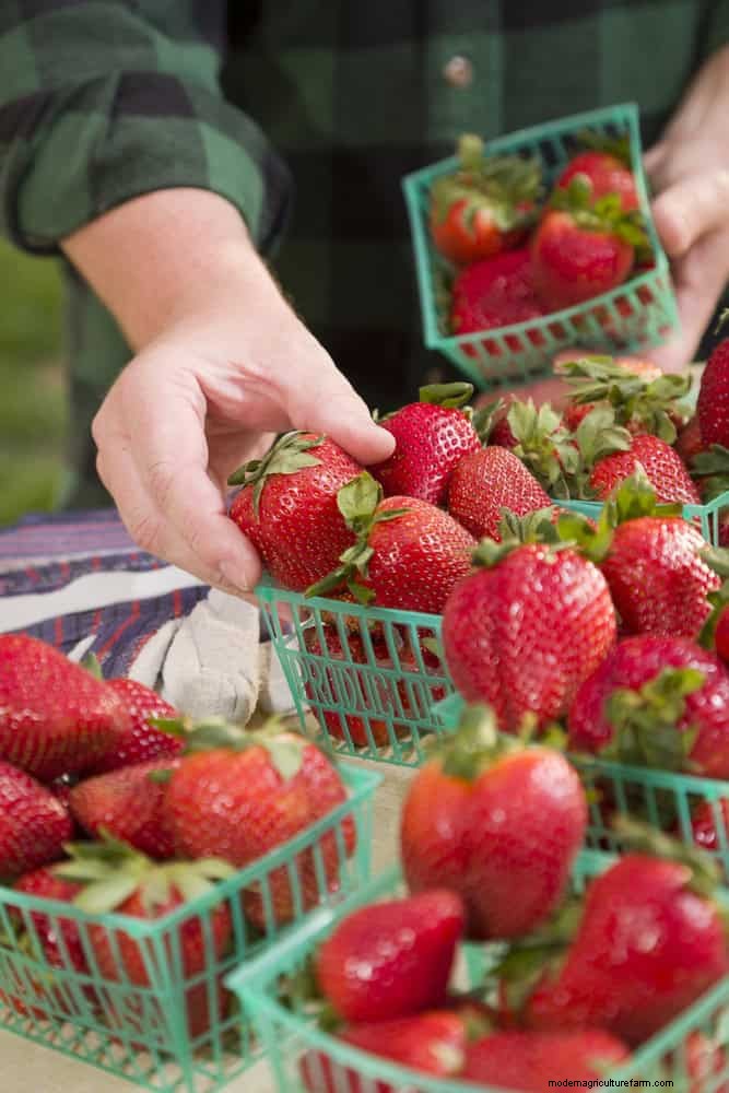 Extend Berry Freshness: Proven Storage Methods for July Harvests
