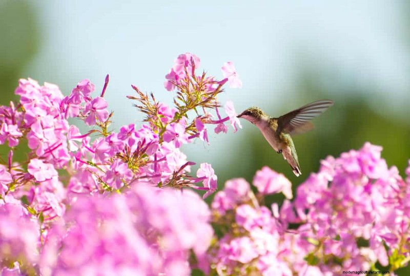Best July Flowers for Pollinators: Attract Bees, Butterflies & Hummingbirds
