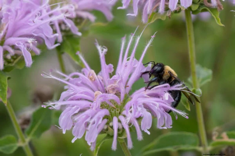 Best July Flowers for Pollinators: Attract Bees, Butterflies & Hummingbirds