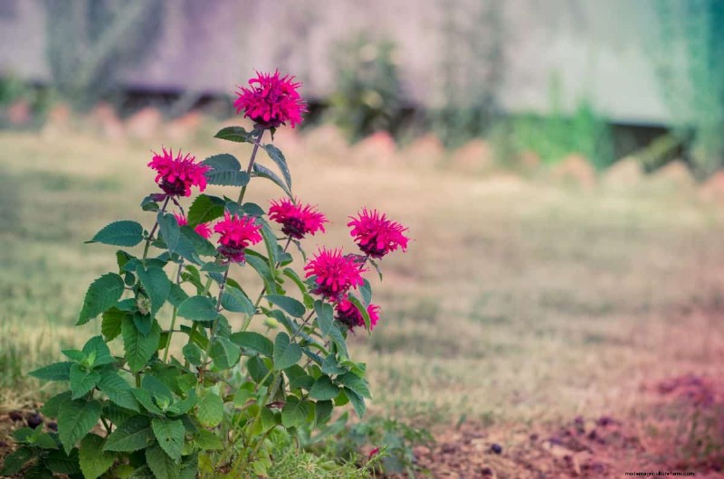 Best July Flowers for Pollinators: Attract Bees, Butterflies & Hummingbirds