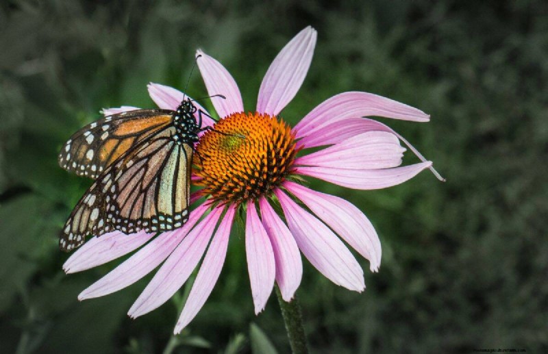 Best July Flowers for Pollinators: Attract Bees, Butterflies & Hummingbirds