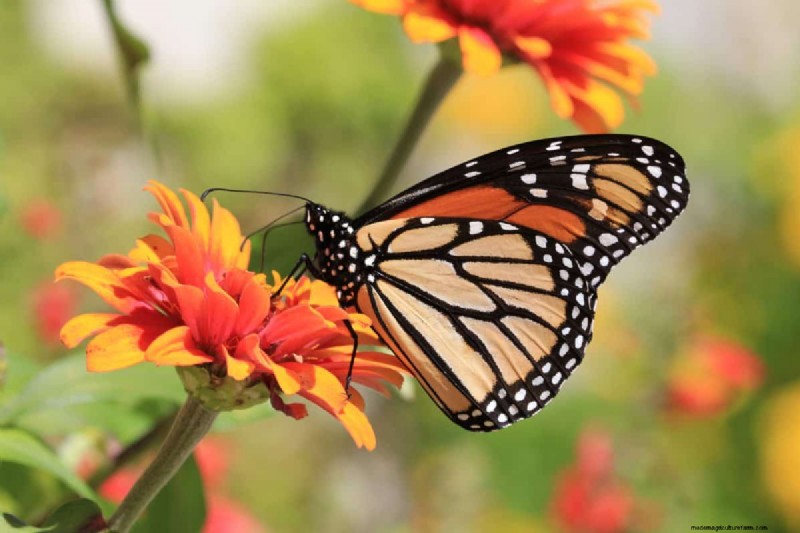 Best July Flowers for Pollinators: Attract Bees, Butterflies & Hummingbirds