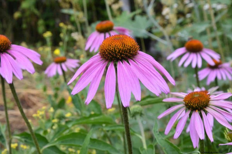 Best July Flowers for Pollinators: Attract Bees, Butterflies & Hummingbirds