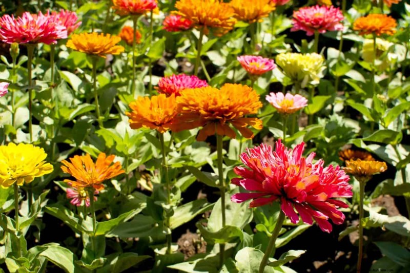 Best July Flowers for Pollinators: Attract Bees, Butterflies & Hummingbirds