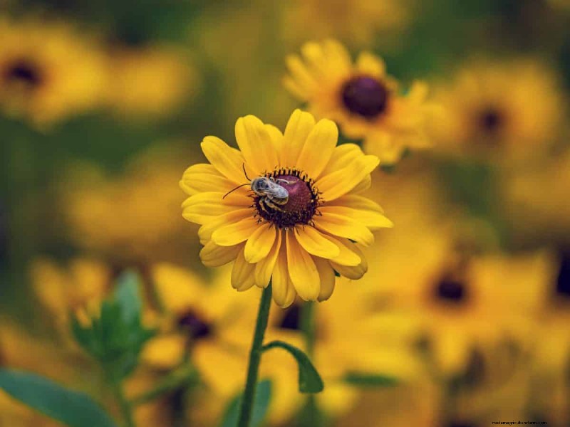 Best July Flowers for Pollinators: Attract Bees, Butterflies & Hummingbirds
