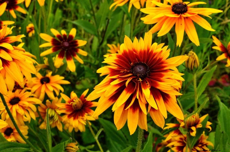 Best July Flowers for Pollinators: Attract Bees, Butterflies & Hummingbirds
