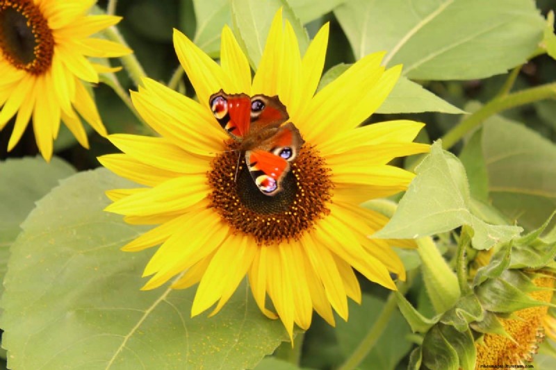 Best July Flowers for Pollinators: Attract Bees, Butterflies & Hummingbirds