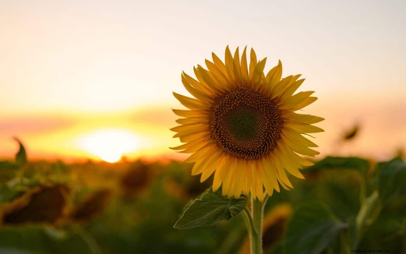 Best July Flowers for Pollinators: Attract Bees, Butterflies & Hummingbirds