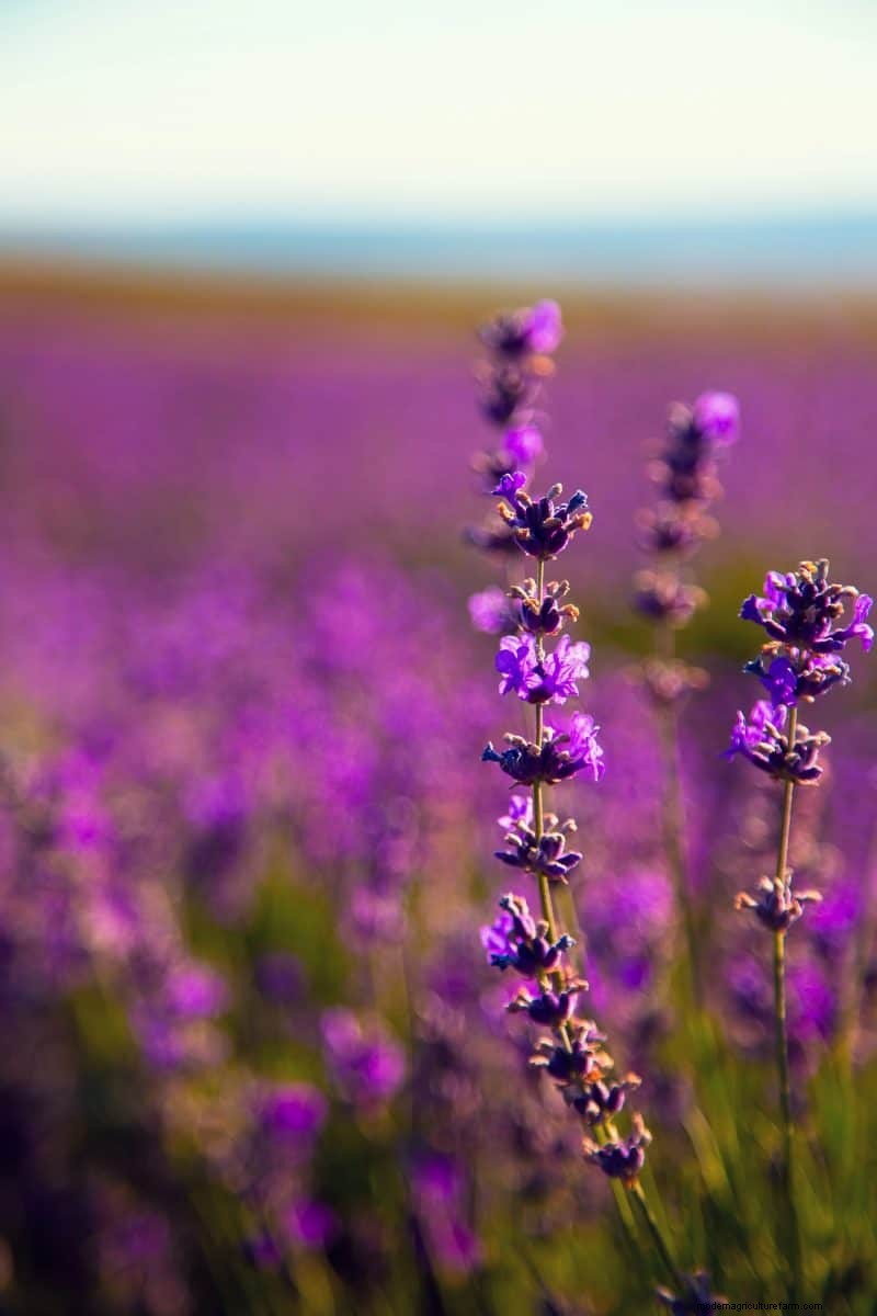 Best July Flowers for Pollinators: Attract Bees, Butterflies & Hummingbirds