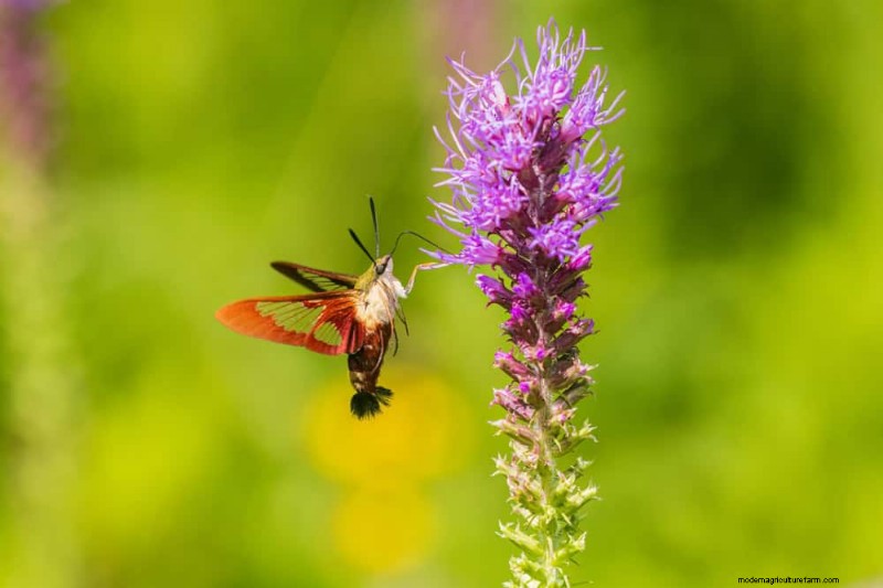 Best July Flowers for Pollinators: Attract Bees, Butterflies & Hummingbirds