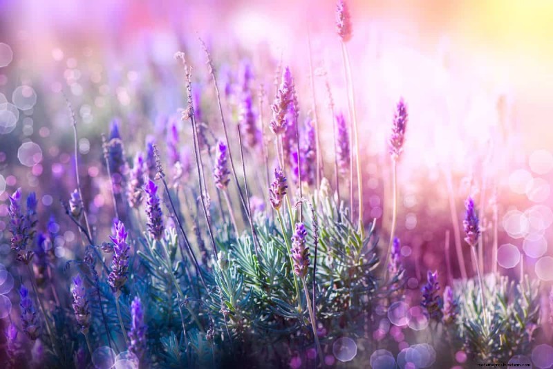 Best July Flowers for Pollinators: Attract Bees, Butterflies & Hummingbirds