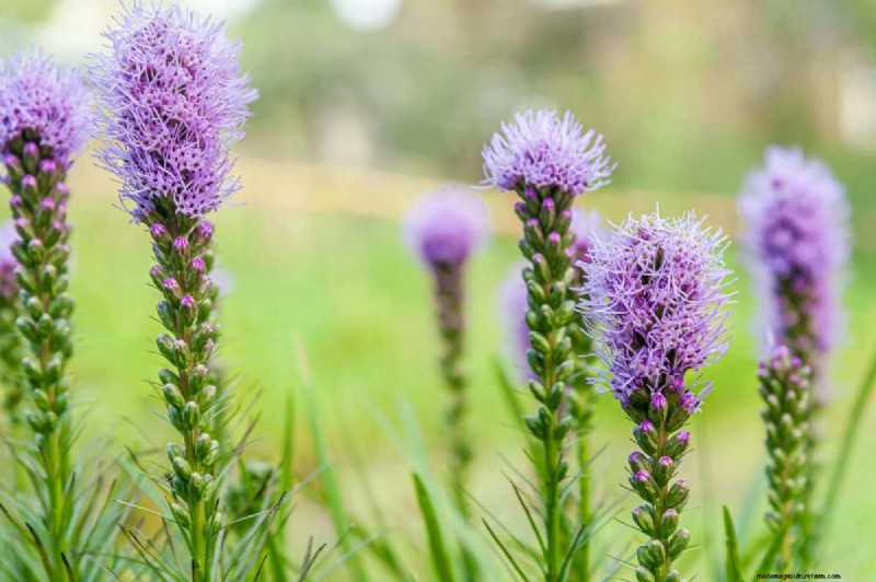 Best July Flowers for Pollinators: Attract Bees, Butterflies & Hummingbirds