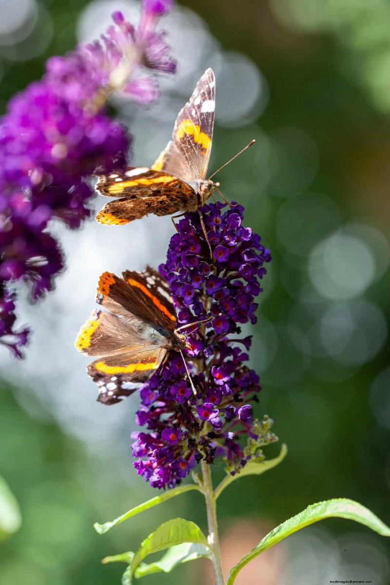Best July Flowers for Pollinators: Attract Bees, Butterflies & Hummingbirds