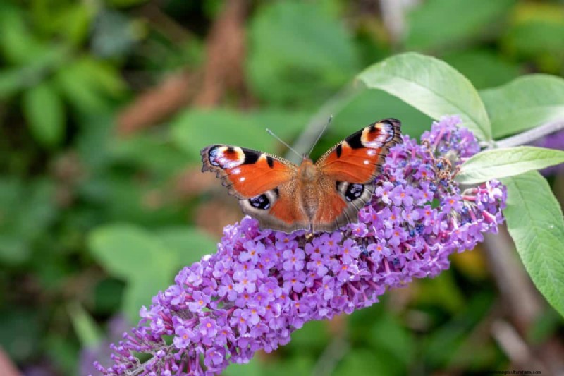 Best July Flowers for Pollinators: Attract Bees, Butterflies & Hummingbirds