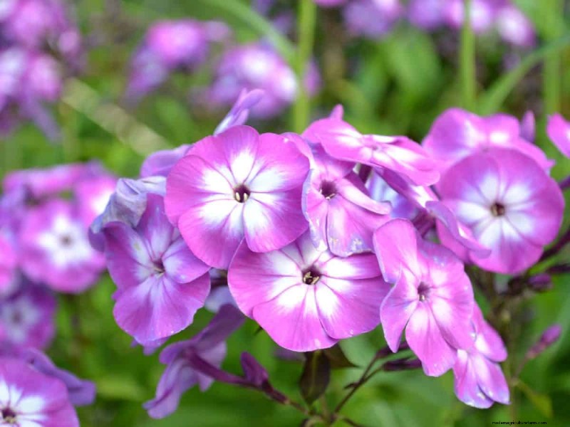 Best July Flowers for Pollinators: Attract Bees, Butterflies & Hummingbirds