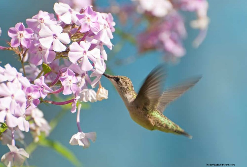 Best July Flowers for Pollinators: Attract Bees, Butterflies & Hummingbirds