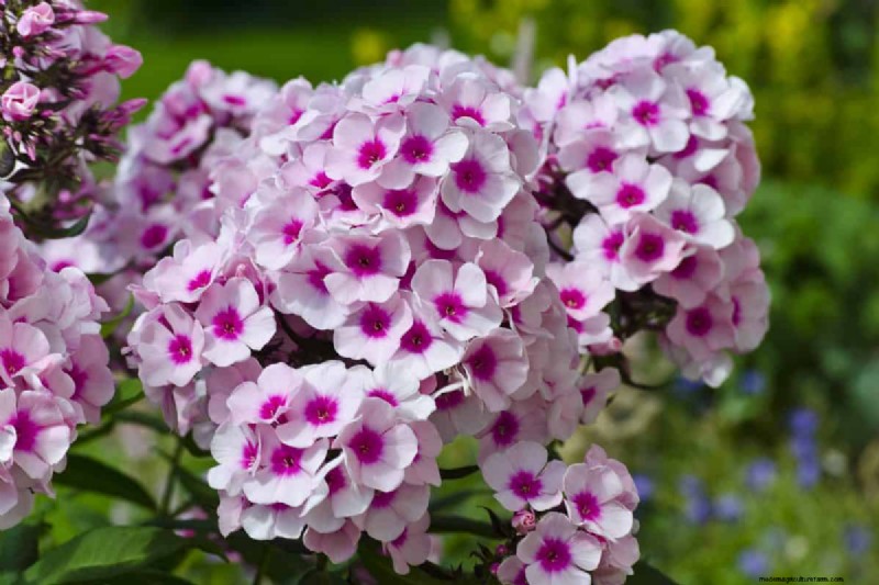 Best July Flowers for Pollinators: Attract Bees, Butterflies & Hummingbirds