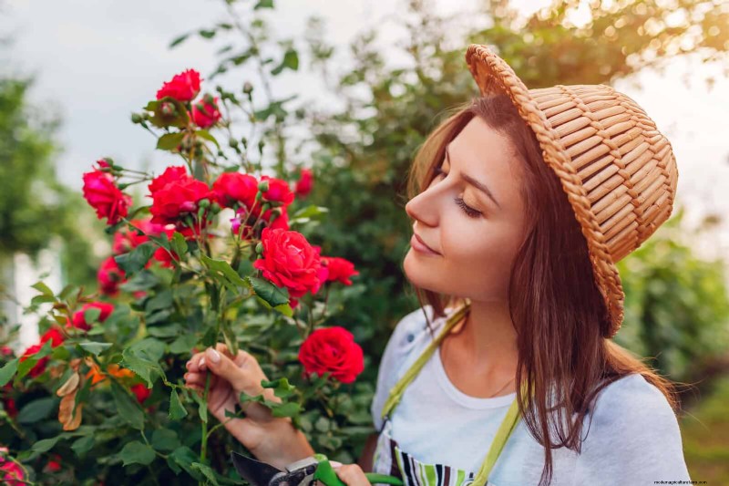 Rose Pruning in Summer: When to Stop & Exceptions
