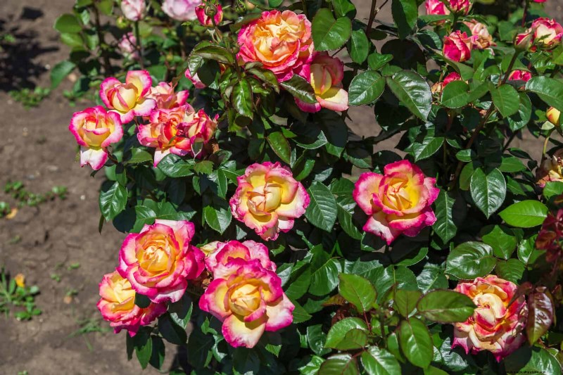 Rose Pruning in Summer: When to Stop & Exceptions