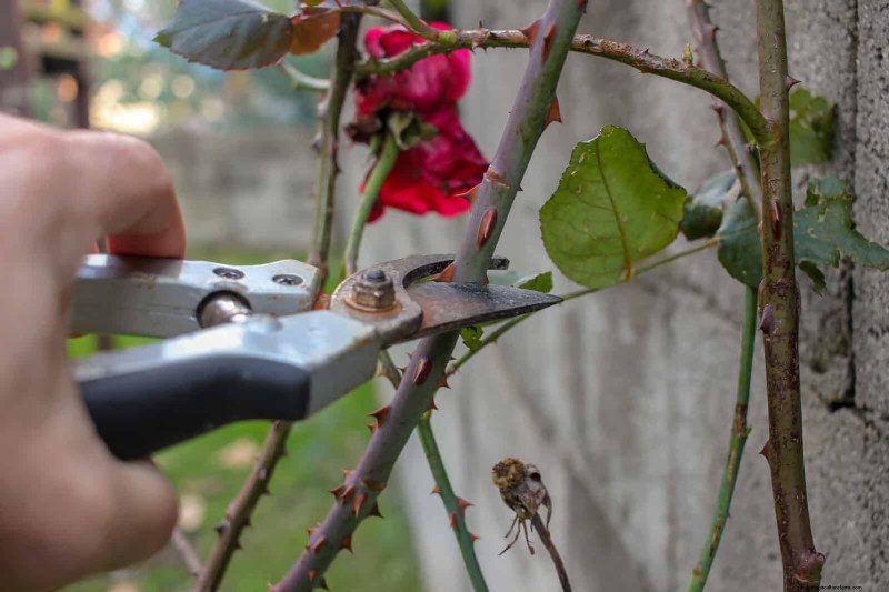 Rose Pruning in Summer: When to Stop & Exceptions