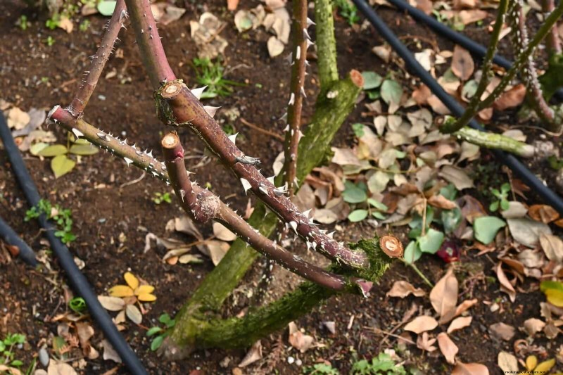 Rose Pruning in Summer: When to Stop & Exceptions