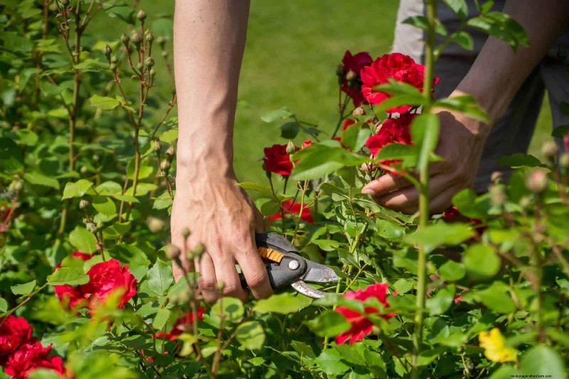 Rose Pruning in Summer: When to Stop & Exceptions
