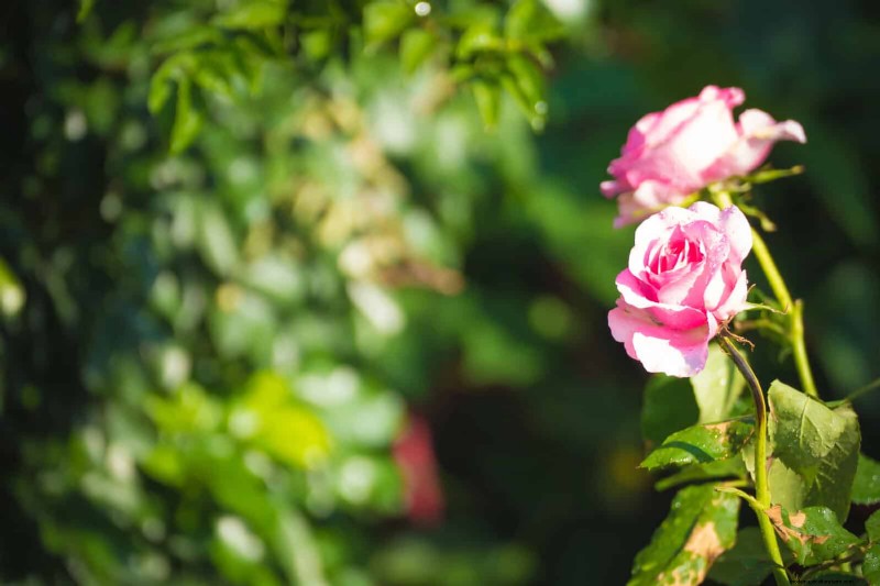 Rose Pruning in Summer: When to Stop & Exceptions