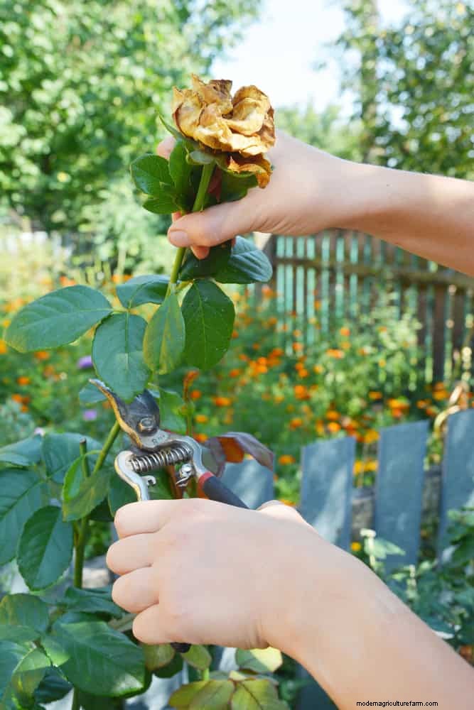 Rose Pruning in Summer: When to Stop & Exceptions