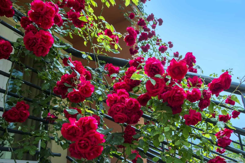 Rose Pruning in Summer: When to Stop & Exceptions