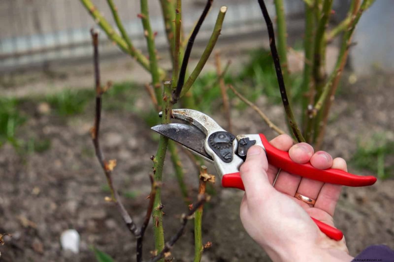 Rose Pruning in Summer: When to Stop & Exceptions