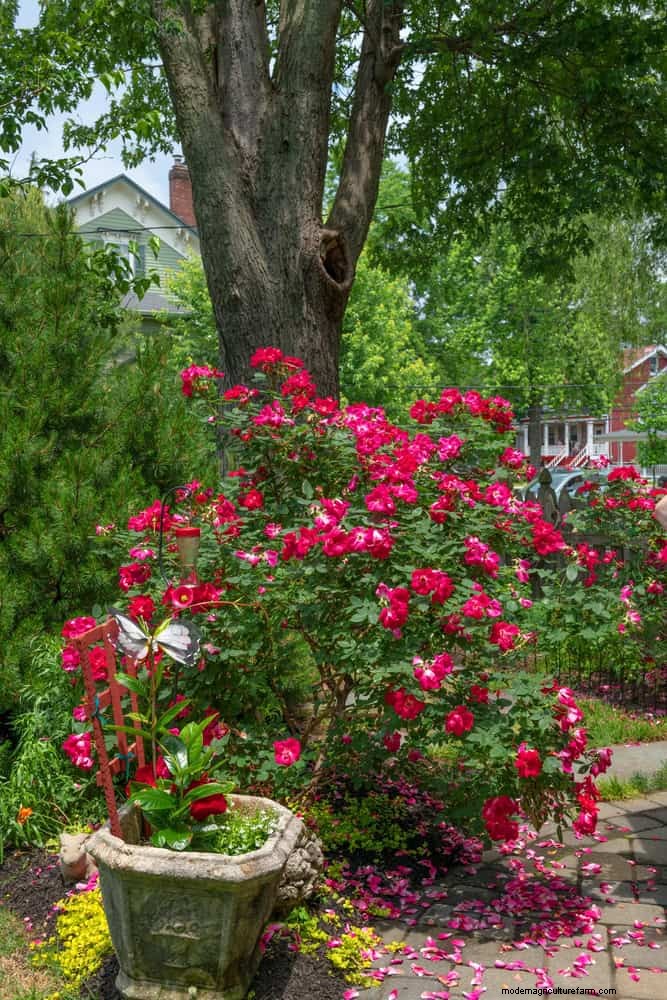 Rose Pruning in Summer: When to Stop & Exceptions