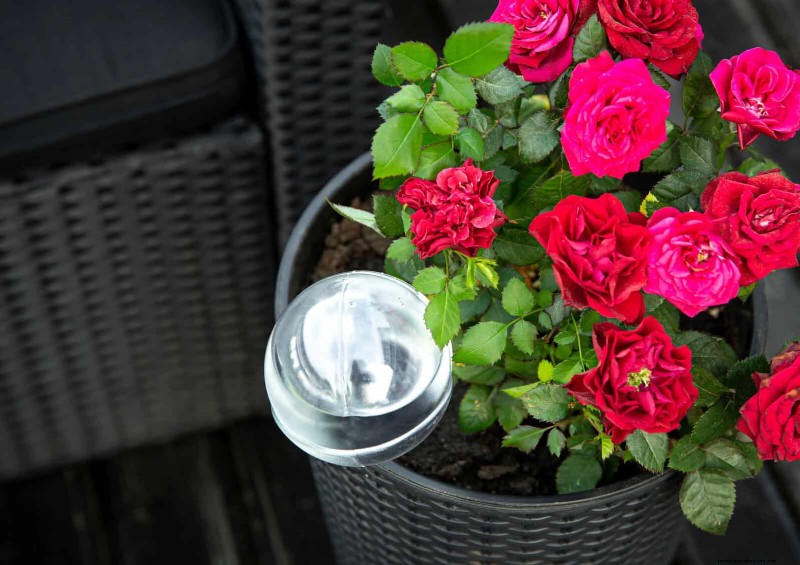 Rose Pruning in Summer: When to Stop & Exceptions