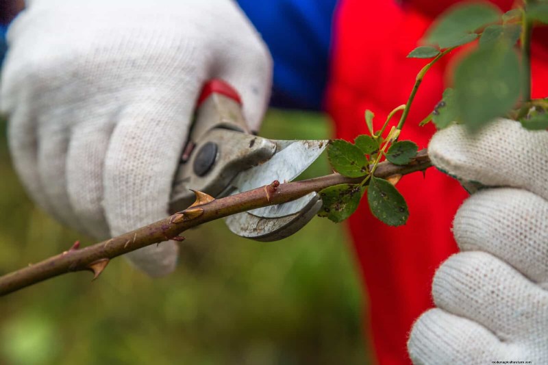 Rose Pruning in Summer: When to Stop & Exceptions