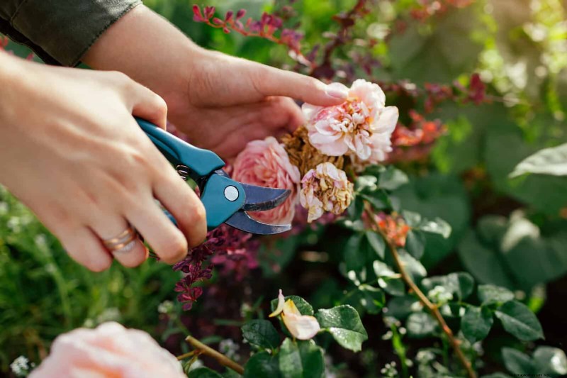 Rose Pruning in Summer: When to Stop & Exceptions