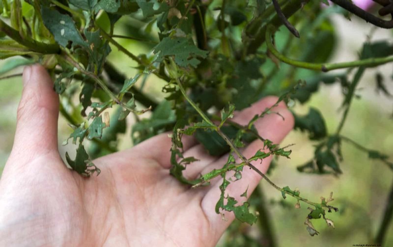 Rose Pruning in Summer: When to Stop & Exceptions