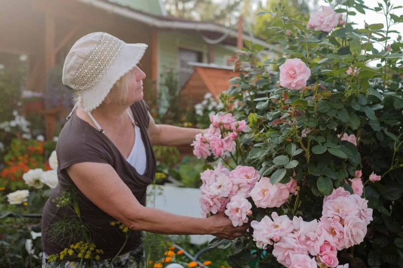 Rose Pruning in Summer: When to Stop & Exceptions