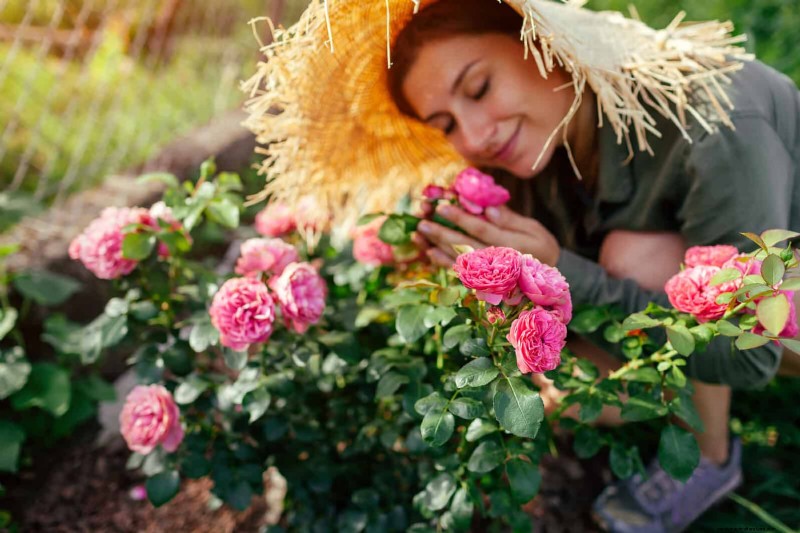 Rose Pruning in Summer: When to Stop & Exceptions