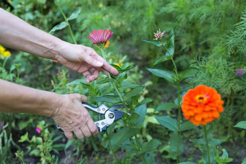 Cut-and-Come-Again Flowers for July: Endless Bouquets