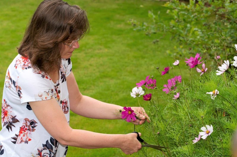 Cut-and-Come-Again Flowers for July: Endless Bouquets