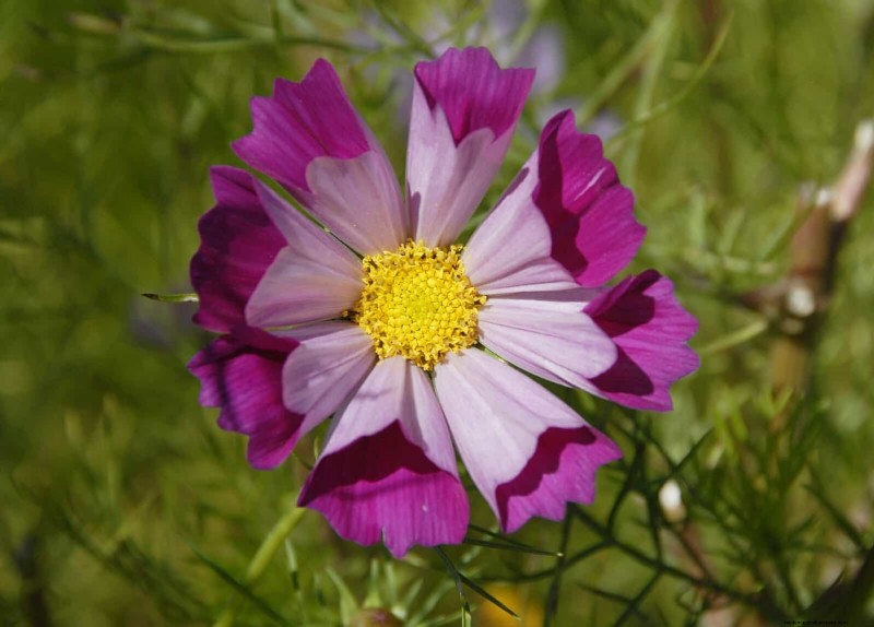 Cut-and-Come-Again Flowers for July: Endless Bouquets