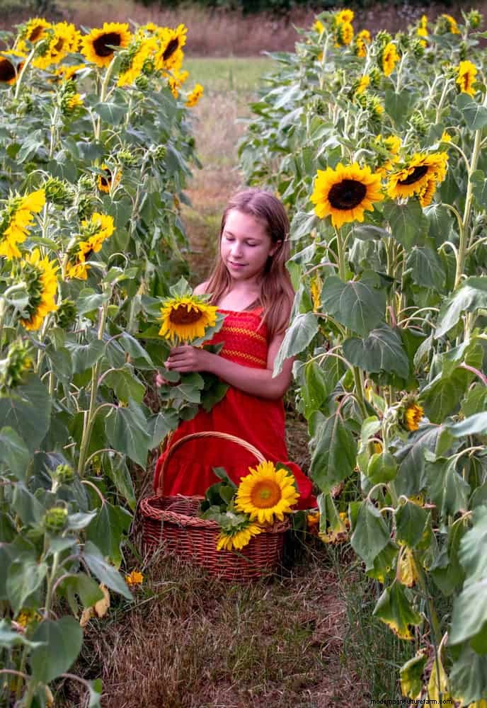 Cut-and-Come-Again Flowers for July: Endless Bouquets