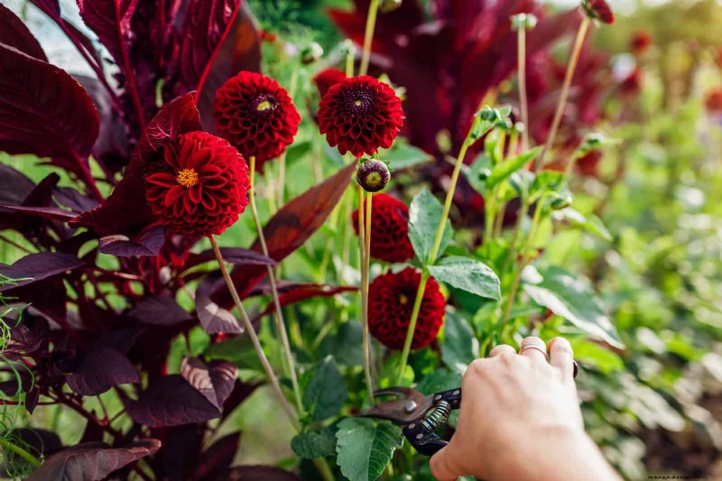 Cut-and-Come-Again Flowers for July: Endless Bouquets