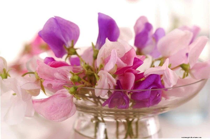 Cut-and-Come-Again Flowers for July: Endless Bouquets