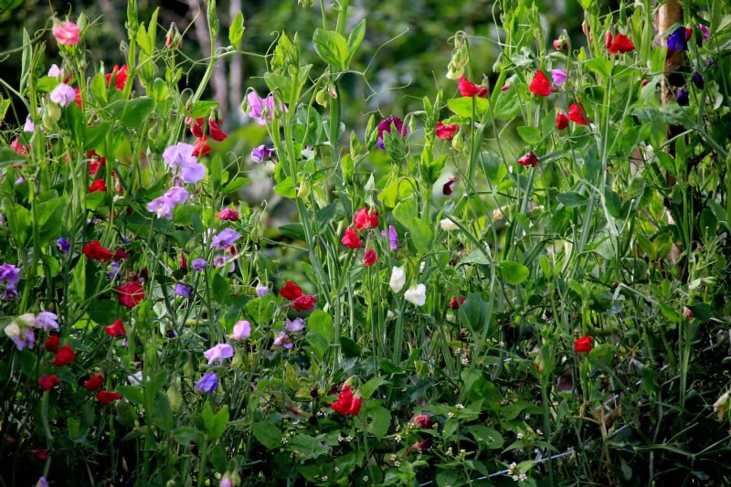 Cut-and-Come-Again Flowers for July: Endless Bouquets
