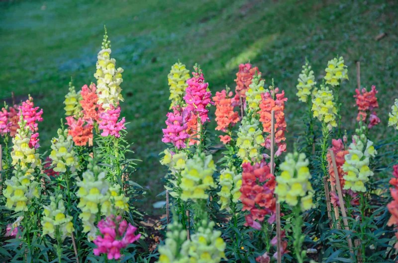 Cut-and-Come-Again Flowers for July: Endless Bouquets