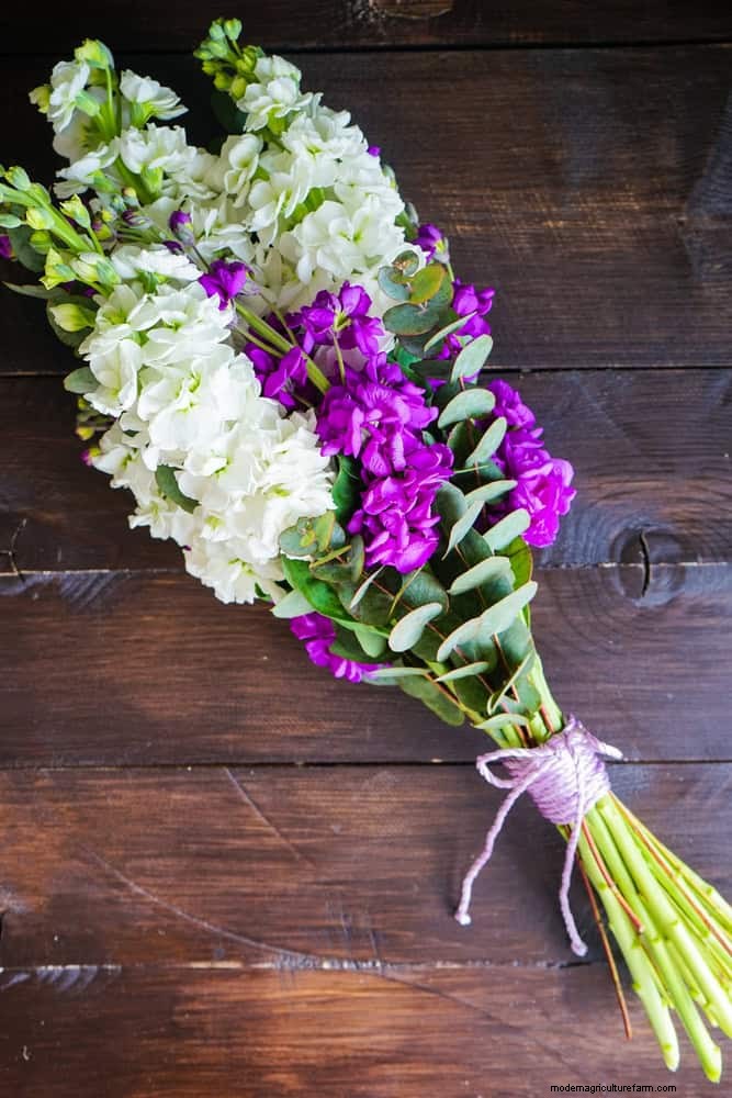 Cut-and-Come-Again Flowers for July: Endless Bouquets